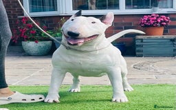 English Bull Terrier dogs for sale: English bull terrier pups for sale  - Image 20