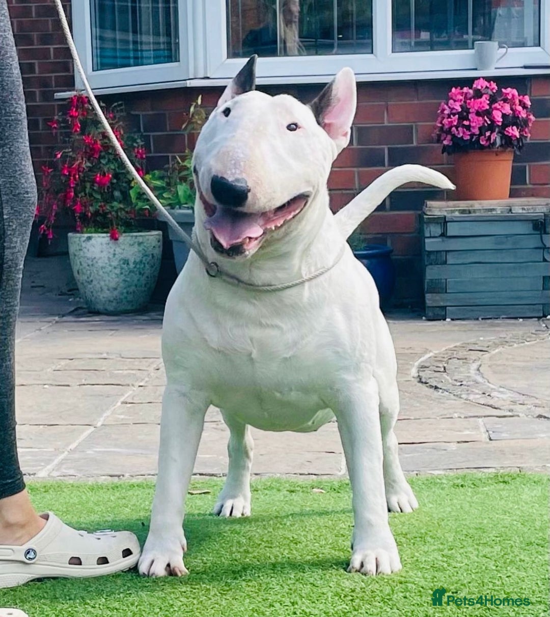 English Bull Terrier dogs for sale: English bull terrier pups for sale  - Image 20