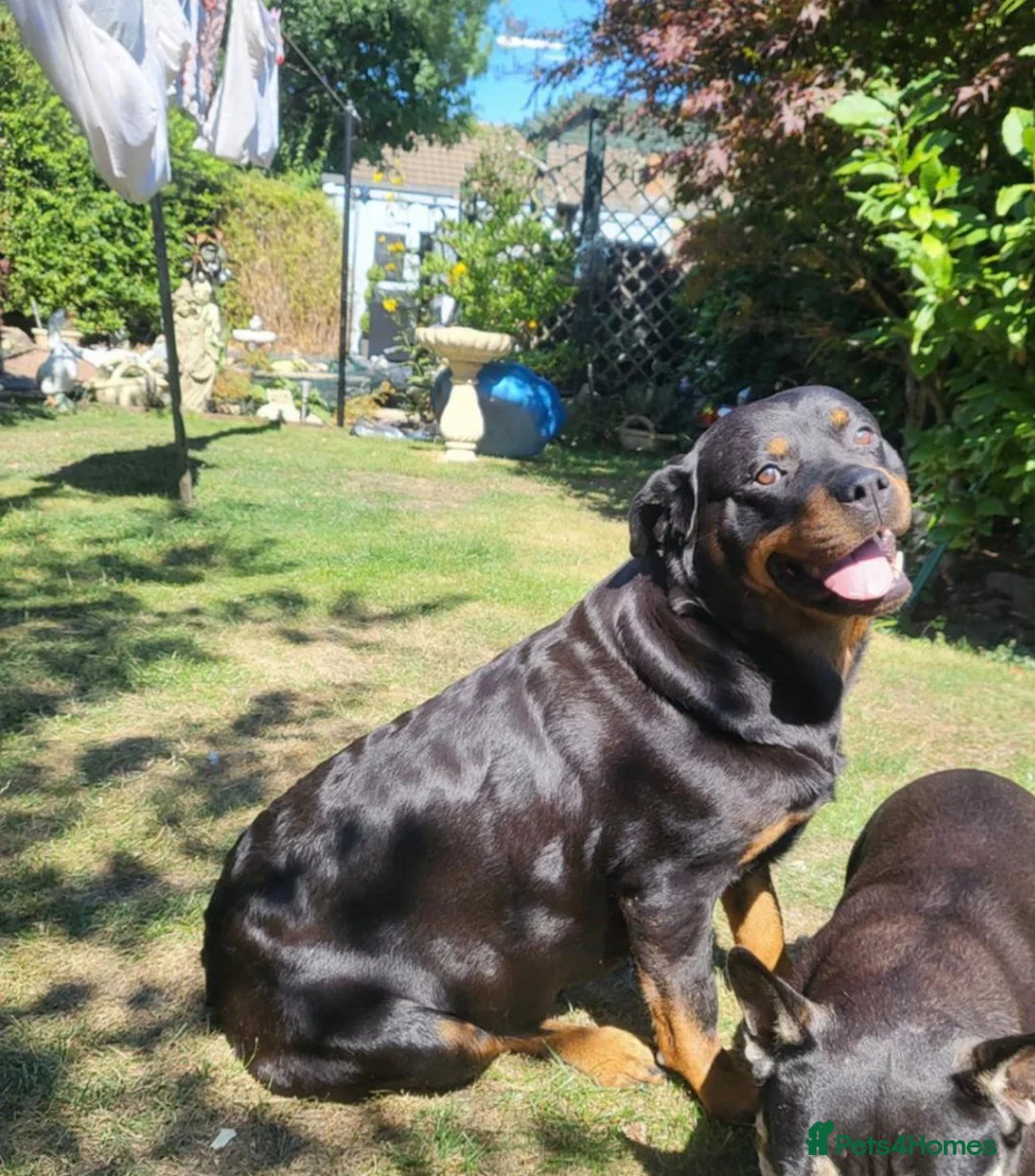 Rottweiler dogs for sale: Rottweiler puppy in Middlesbrough - Advert 1