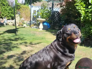 Rottweiler dogs Rottweiler puppy - Advert 1