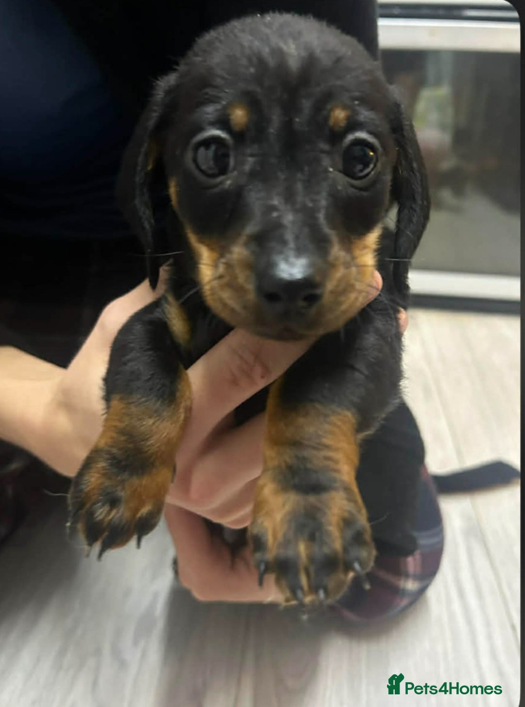 Miniature Dachshund dogs for sale: Beautiful miniature dachshunds - Advert 4
