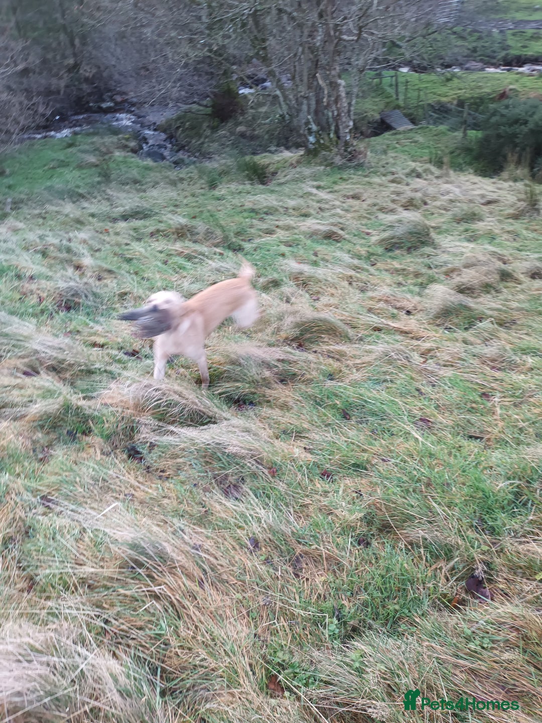 Labrador Retriever dogs for stud: Working Labrador at stud  - Advert 6