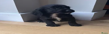 Cocker Spaniel 3