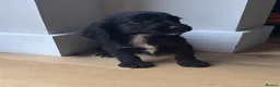 Cocker Spaniel dogs for sale: Cocker Spainel puppies  - Advert 3