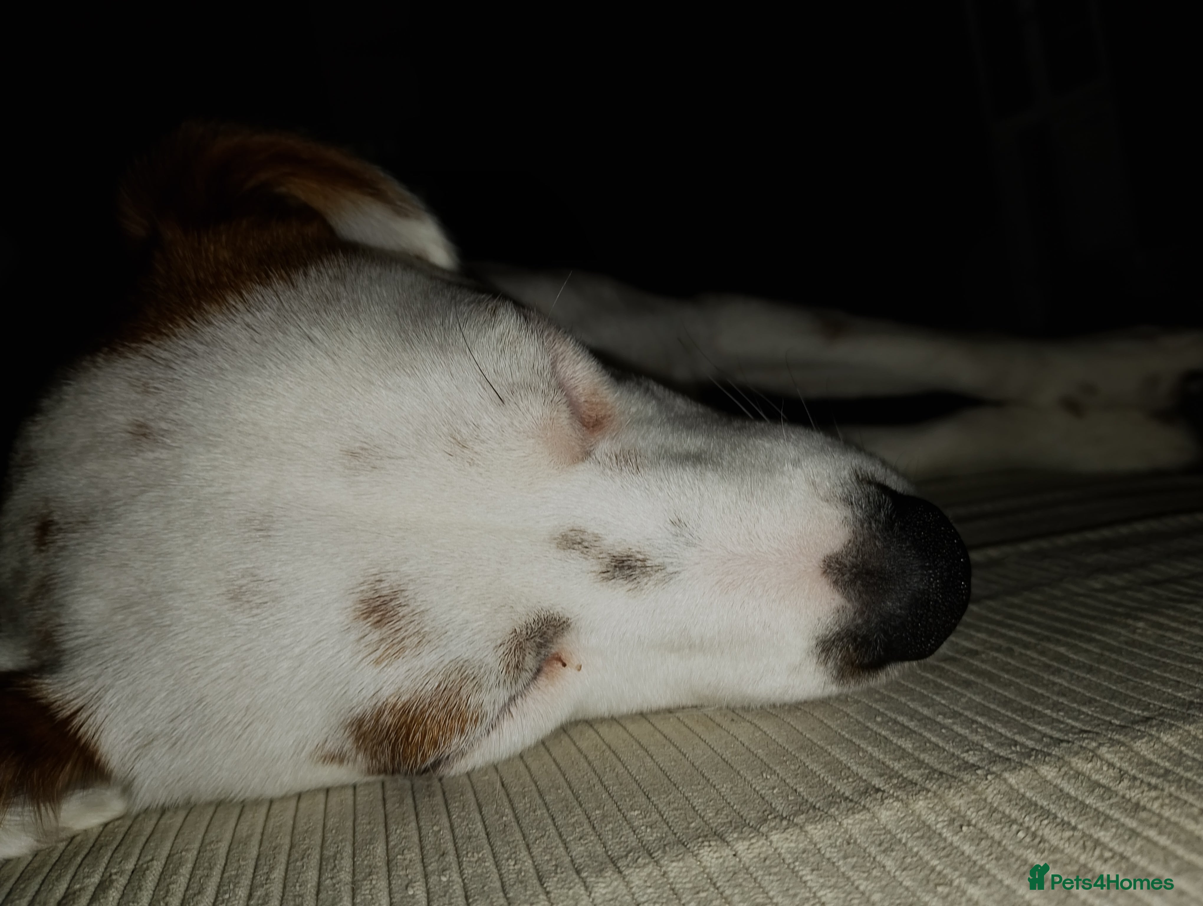 Jack Russell dogs Cosmo  - Advert 1