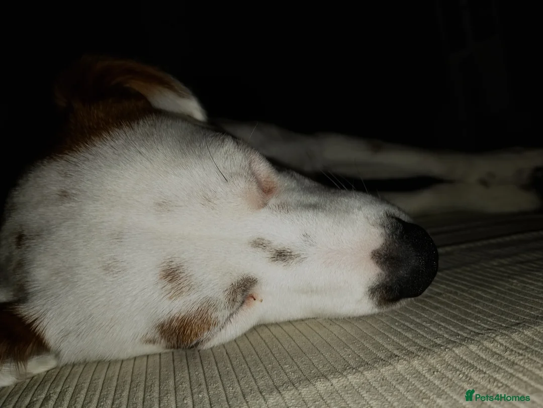 Jack Russell dogs for sale: Cosmo  - Advert 1