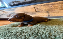 Miniature Dachshund dogs for sale: 3 miniature dachshund boys left for sale - Image 4