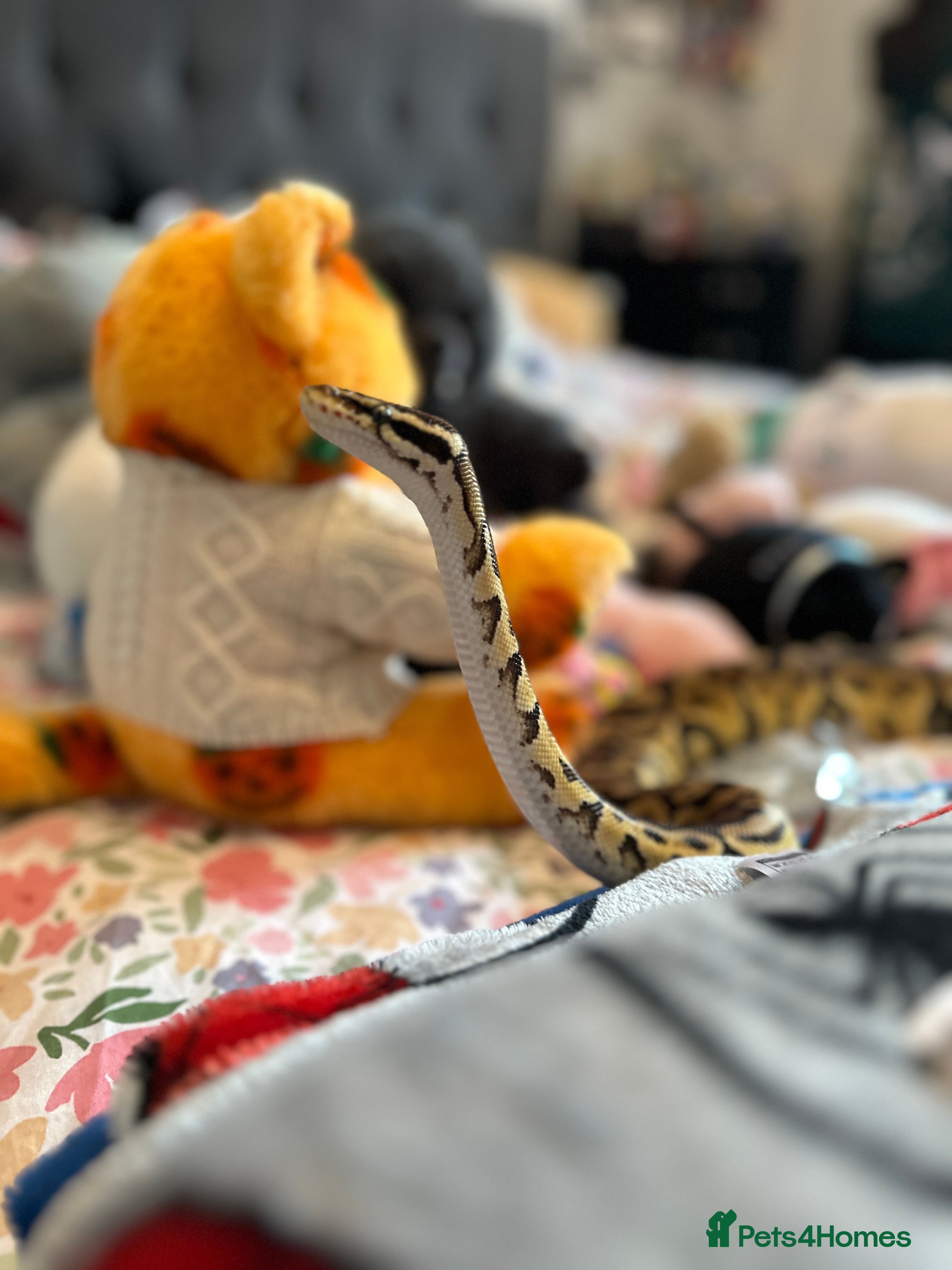 Python Snake reptiles Royal ball python  - Advert 2