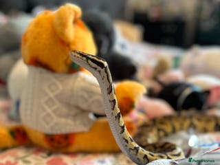 Python Snake reptiles Royal ball python + cage included - Advert 7