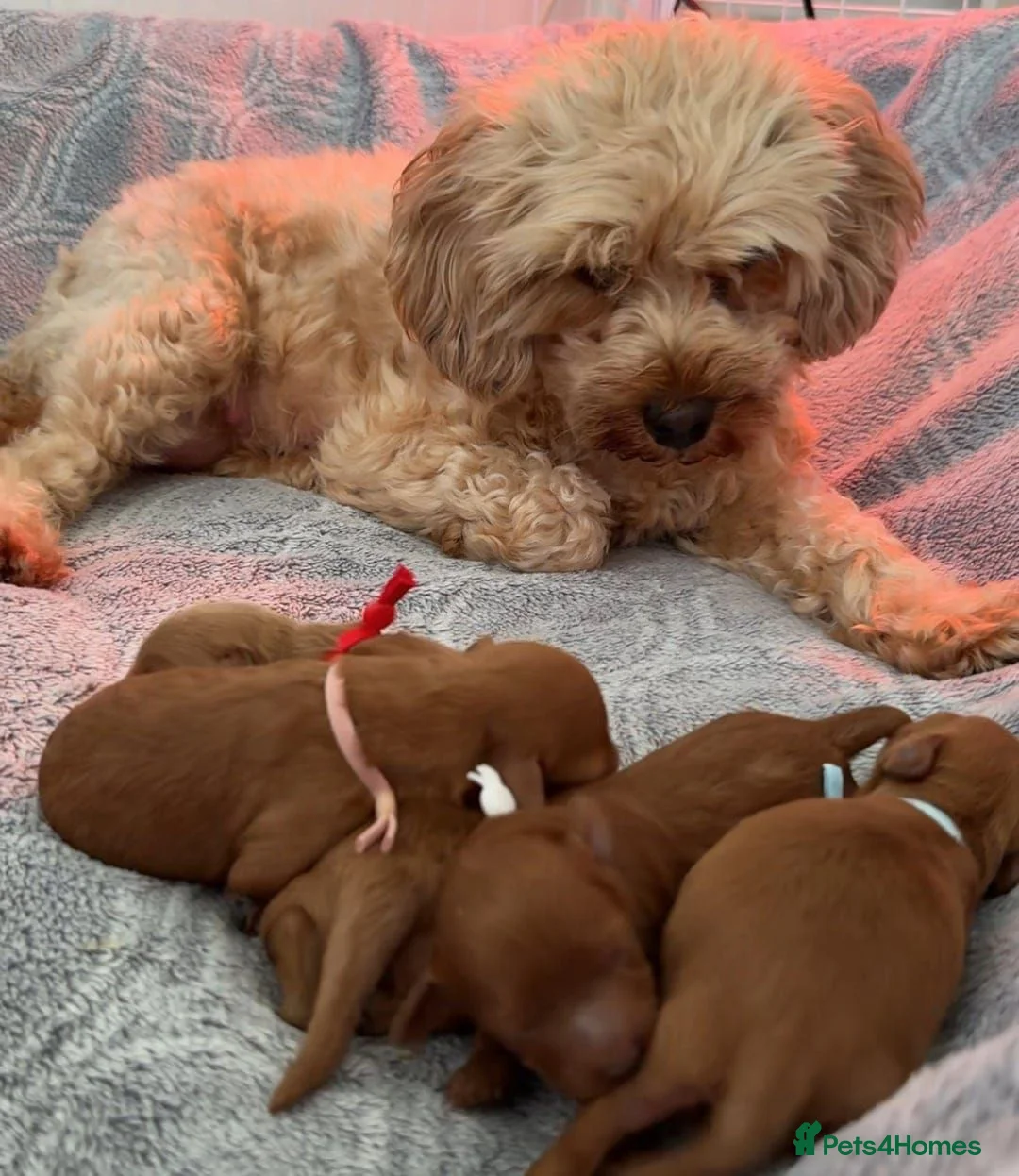 Cavapoo dogs for sale: Beautiful Cavapoo Puppies Looking for Forever Home - Advert 6