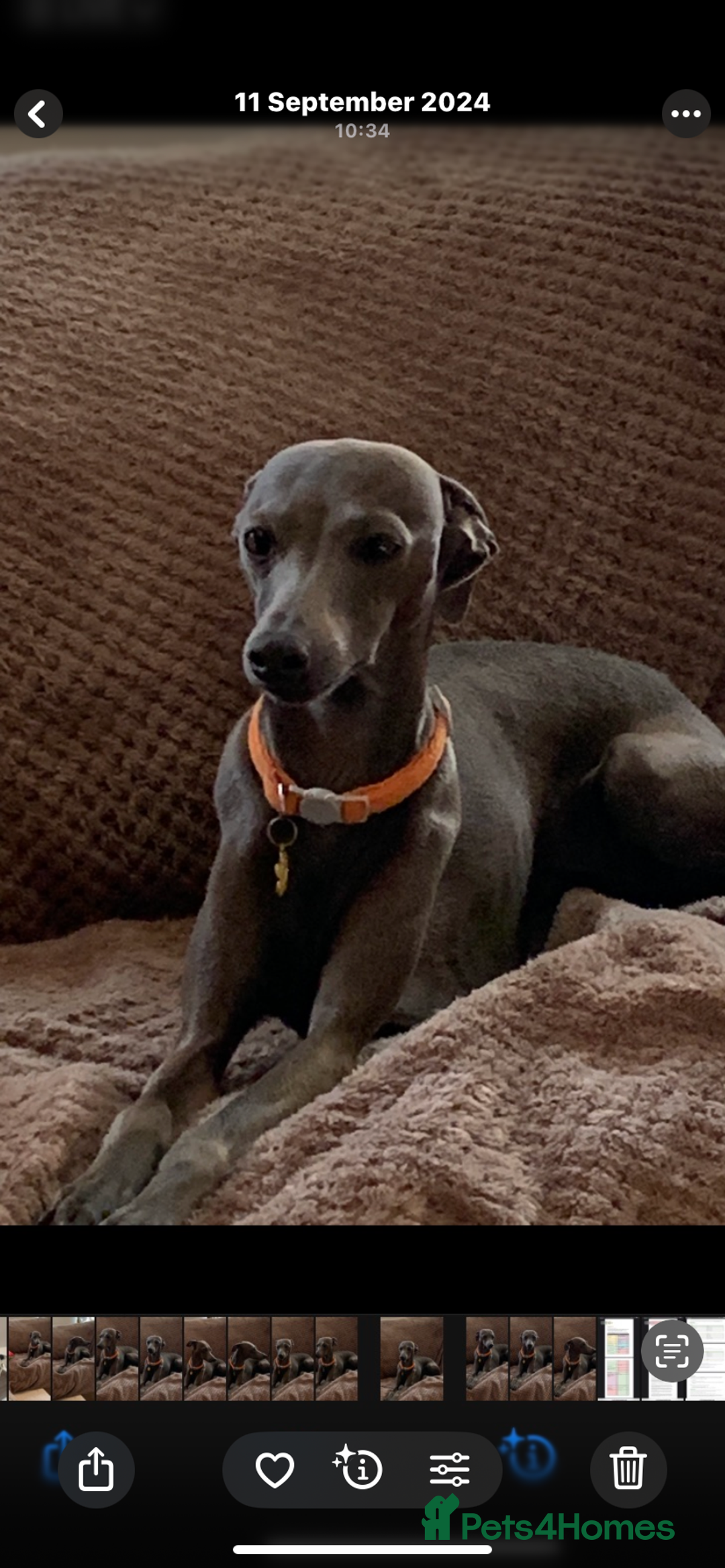 Italian Greyhound dogs for sale: KC reg show quality Italian greyhound boy  - Advert 2