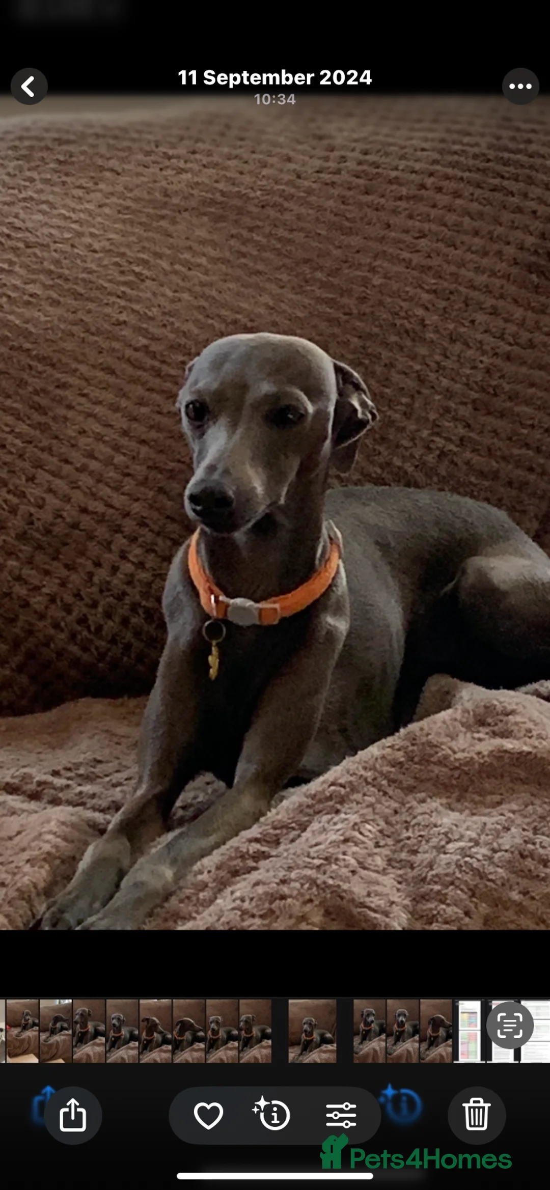 Italian Greyhound dogs for sale: Only one quality Italian greyhound boy left  - Advert 3