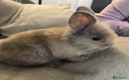 Lionhead rabbits for sale: Lion head female - Image 1