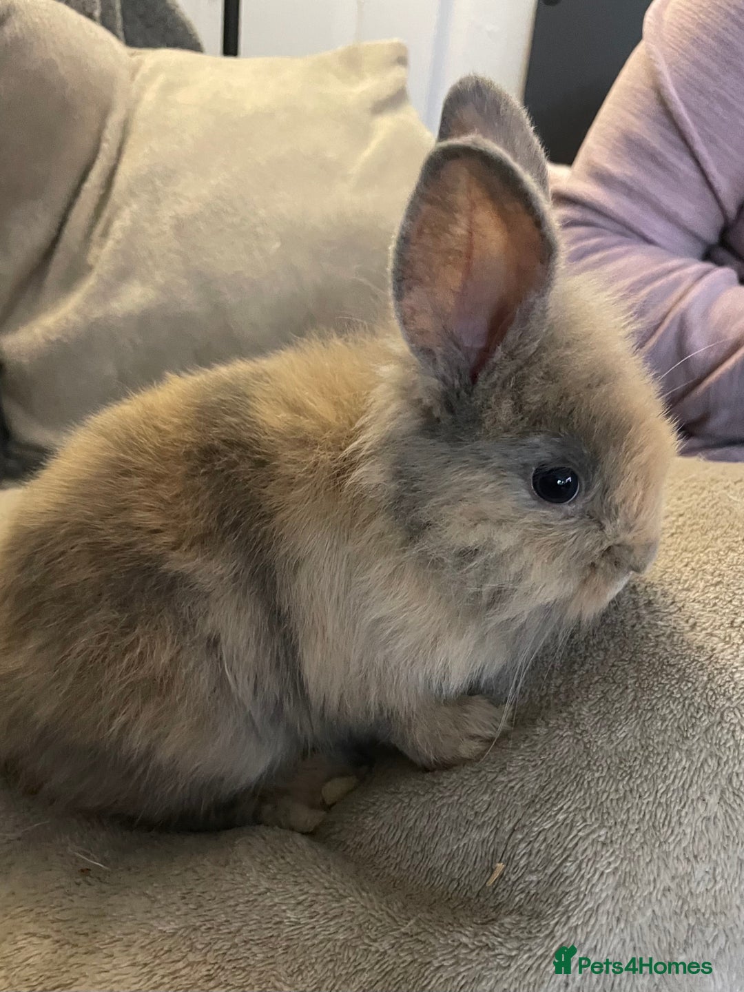 Lionhead rabbits for sale: Lion head female - Image 1