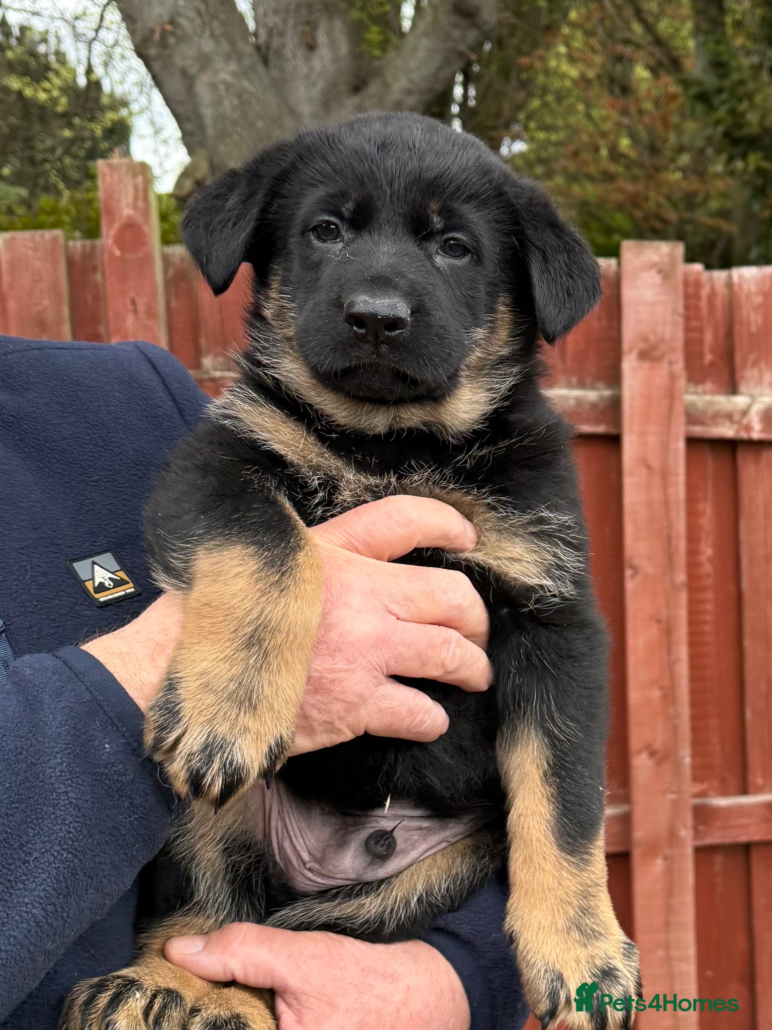 German Shepherd dogs for sale: KC Reg Working Line German Shepherd Pups. - Advert 1