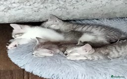 British Shorthair cats for sale: Now Ready to leave! Cute Little British Shorthair - Image 22