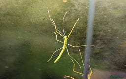 Stick Insects invertebrates for sale: Stick Insects & Mantis - Image 2