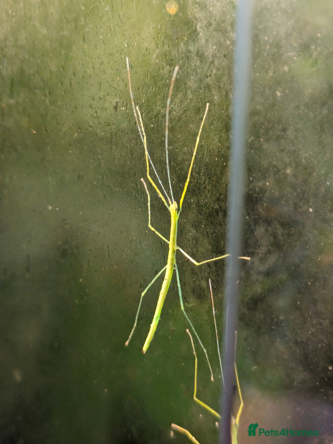Stick Insects invertebrates for sale: Stick Insects & Mantis - Image 2