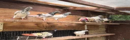 Pigeons birds for sale: Pakistani high flyers for sale  - Advert 6