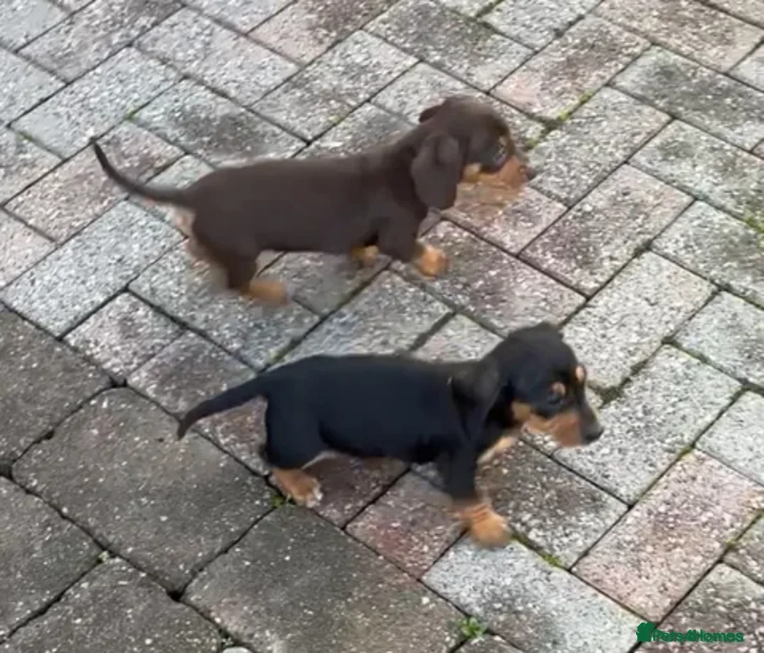 Dachshund dogs for sale: KC PRA Miniature smooth hair dachshund puppies  - Image 23