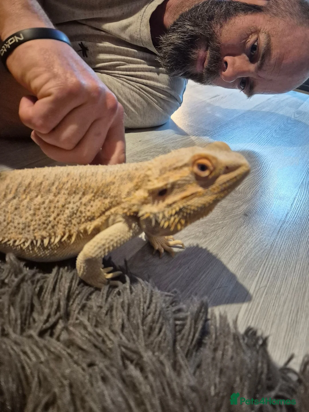 Bearded Dragon reptiles for sale: Male bearded dragon in Chinnor - Advert 7