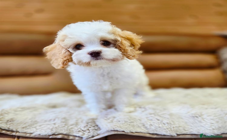 Cavapoo dogs - Advert 3