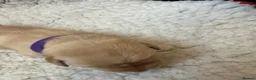 Labrador Retriever dogs for sale: K.C.Reg Superb Labrador Puppies - Advert 19