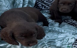 Cocker Spaniel dogs for sale: Chocolate Cocker Spaniel Puppies - Image 4