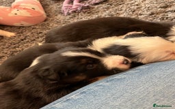 Border Collie dogs for sale: Beautiful Tri-colour border collies - Image 14