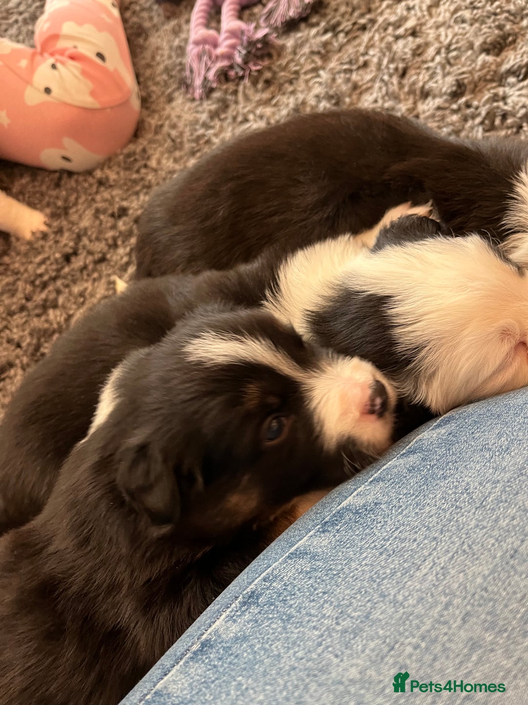 Border Collie dogs for sale: Beautiful Tri-colour border collies - Image 14