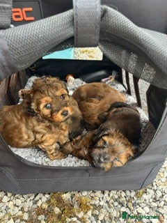 Mixed Breed dogs Havatoodle Pups - Advert 3