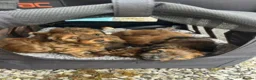 Mixed Breed dogs for sale: Havatoodle Pups - Advert 7