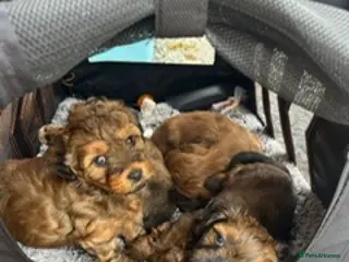 Mixed Breed dogs Havatoodle Pups - Advert 18