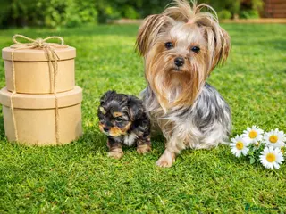 Yorkshire Terrier dogs Ultra Mini Yorkshire terrier puppy. - Advert 15