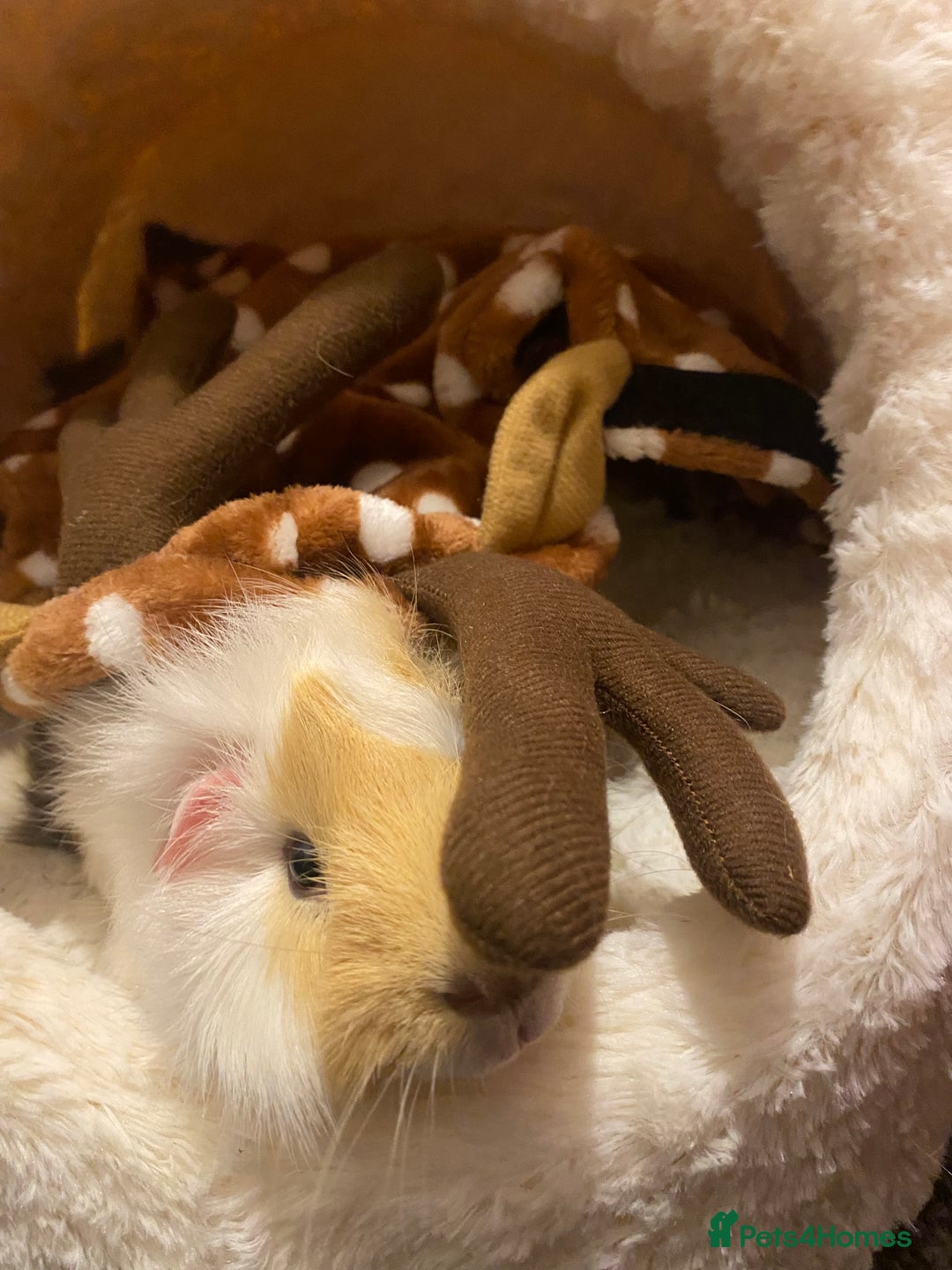 Guinea Pig rodents for sale: Two lovely boars with complete set up - Image 19