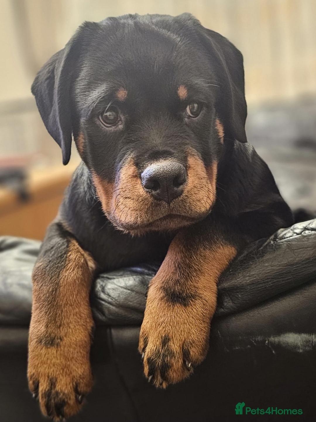 Rottweiler Puppies Guard Dogs For Sale Rottweiler Dogs Sale India