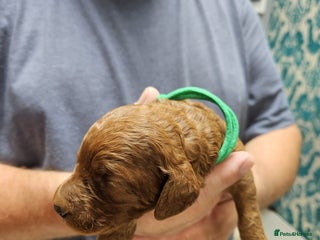 Cockapoo dogs Cockapoo puppies - Advert 1