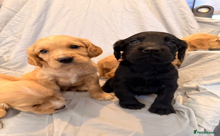 Cocker Spaniel dogs FTC KC Registered Cocker Spaniel Puppies  - Advert 6