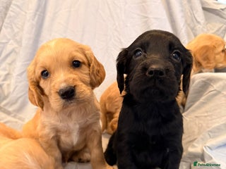 Cocker Spaniel dogs FTC KC Registered Cocker Spaniel Puppies - Advert 5