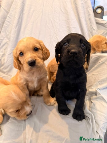 Cocker Spaniel dogs FTC KC Registered Cocker Spaniel Puppies - Advert 2