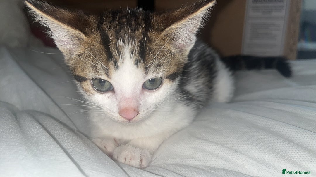 Maine Coon cats for sale: Maine coon girls and boys - Image 4