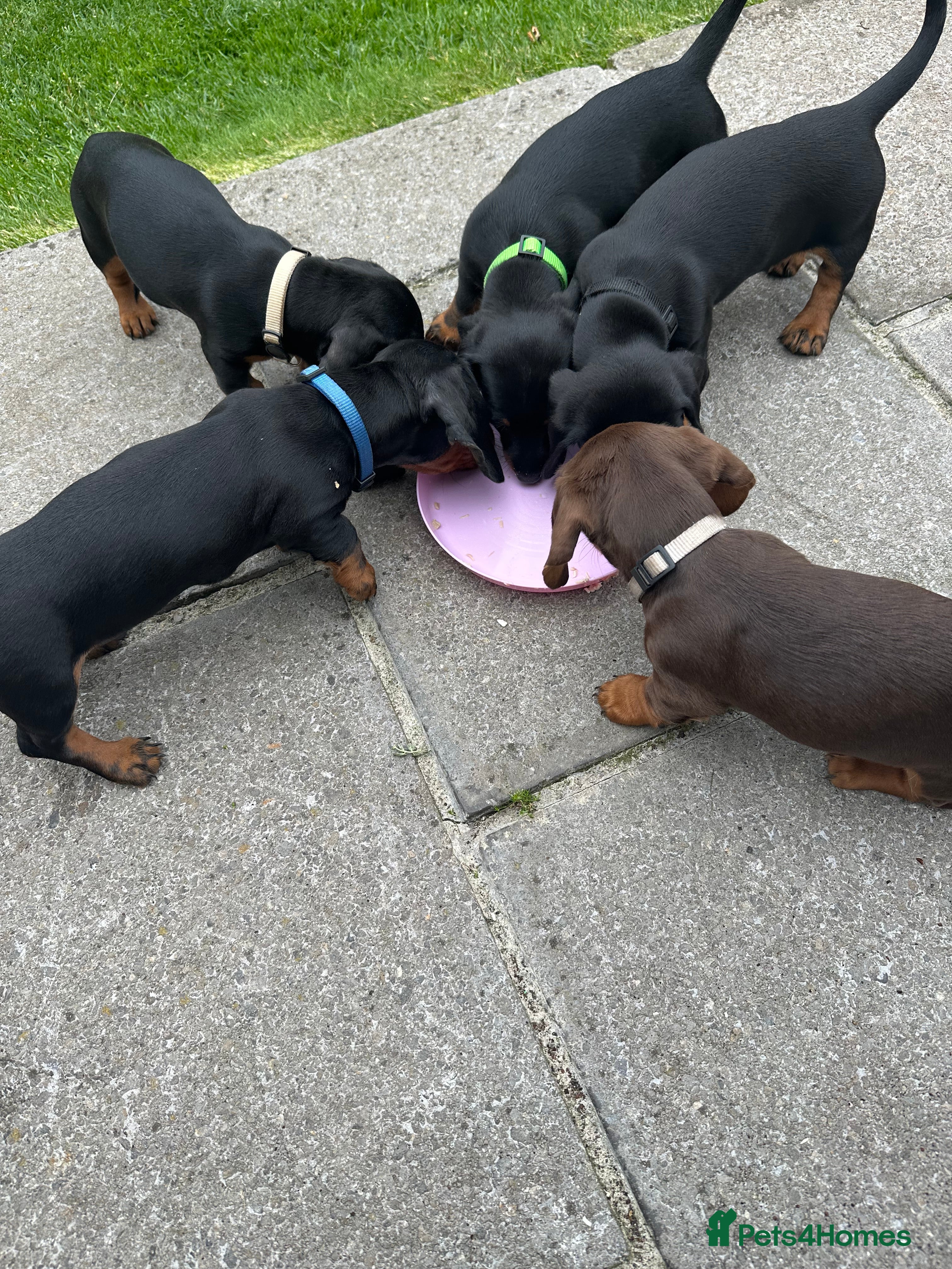 Miniature Dachshund dogs Gorgeous KC reg miniature dachshund puppies  - Advert 2
