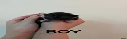 Mixed Breed cats for sale: Beautiful black and white kittens in Malvern - Advert 7