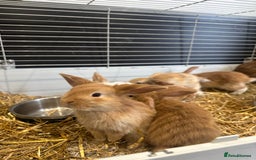 Mini Lop rabbits for sale: Mini lop babies for sale. Ready October 18th - Image 17