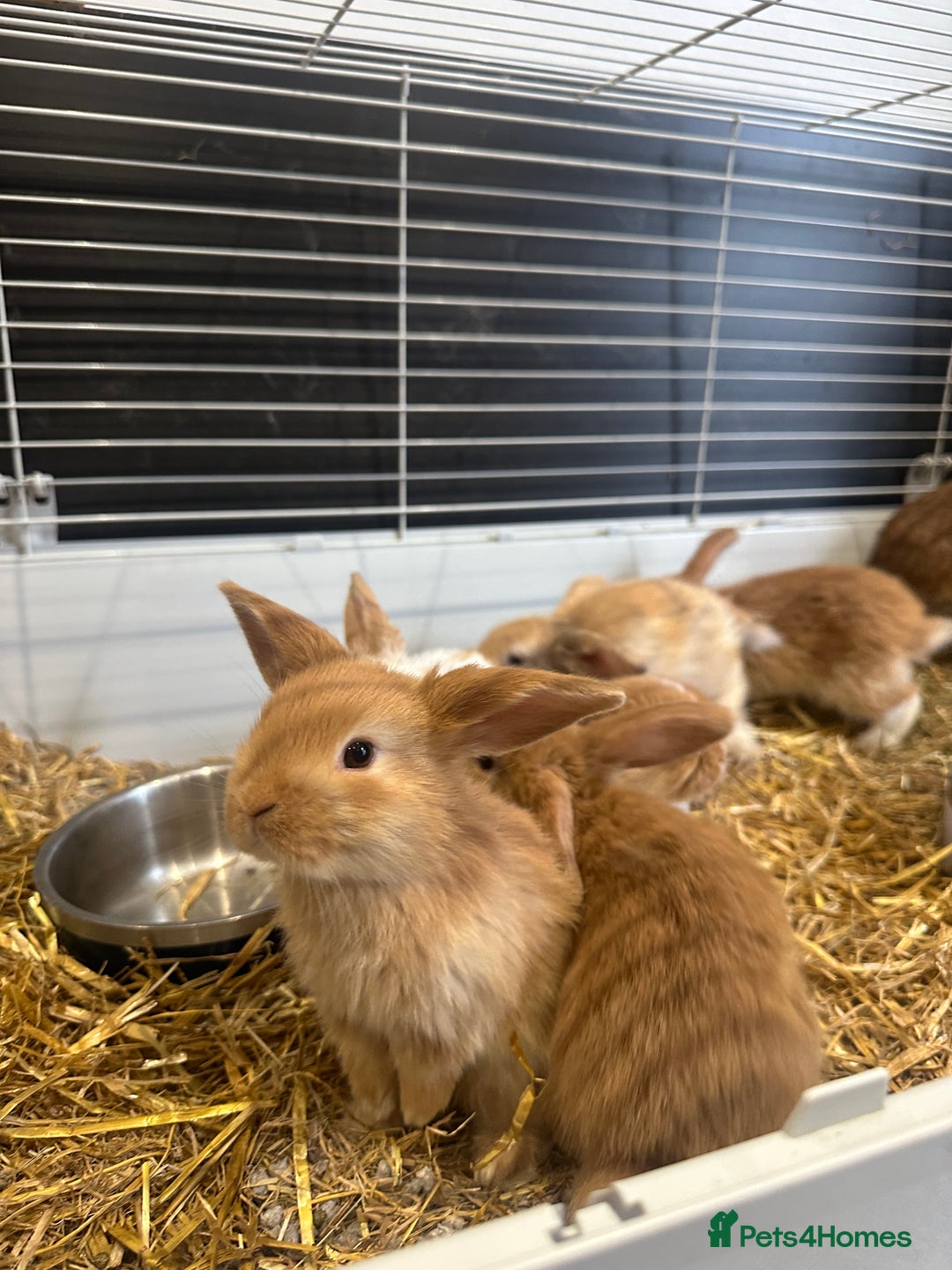 Mini Lop rabbits for sale: Mini lop babies for sale. Ready October 18th - Image 17