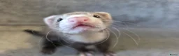 Ferret rodents for sale: 2 jills for sale 8 and 10 weeks old - Advert 9