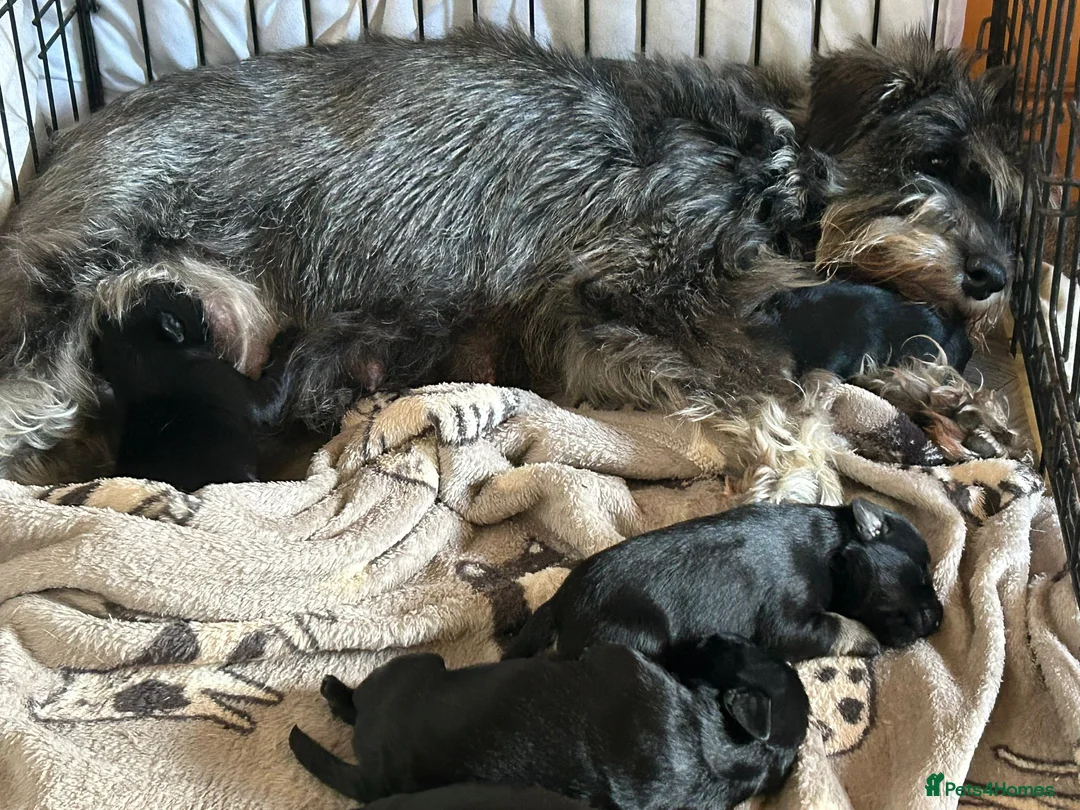 Miniature Schnauzer dogs for sale: MINITURE SCHNAUZER PUPS 2 BOYS 4 GIRLS  - Advert 2