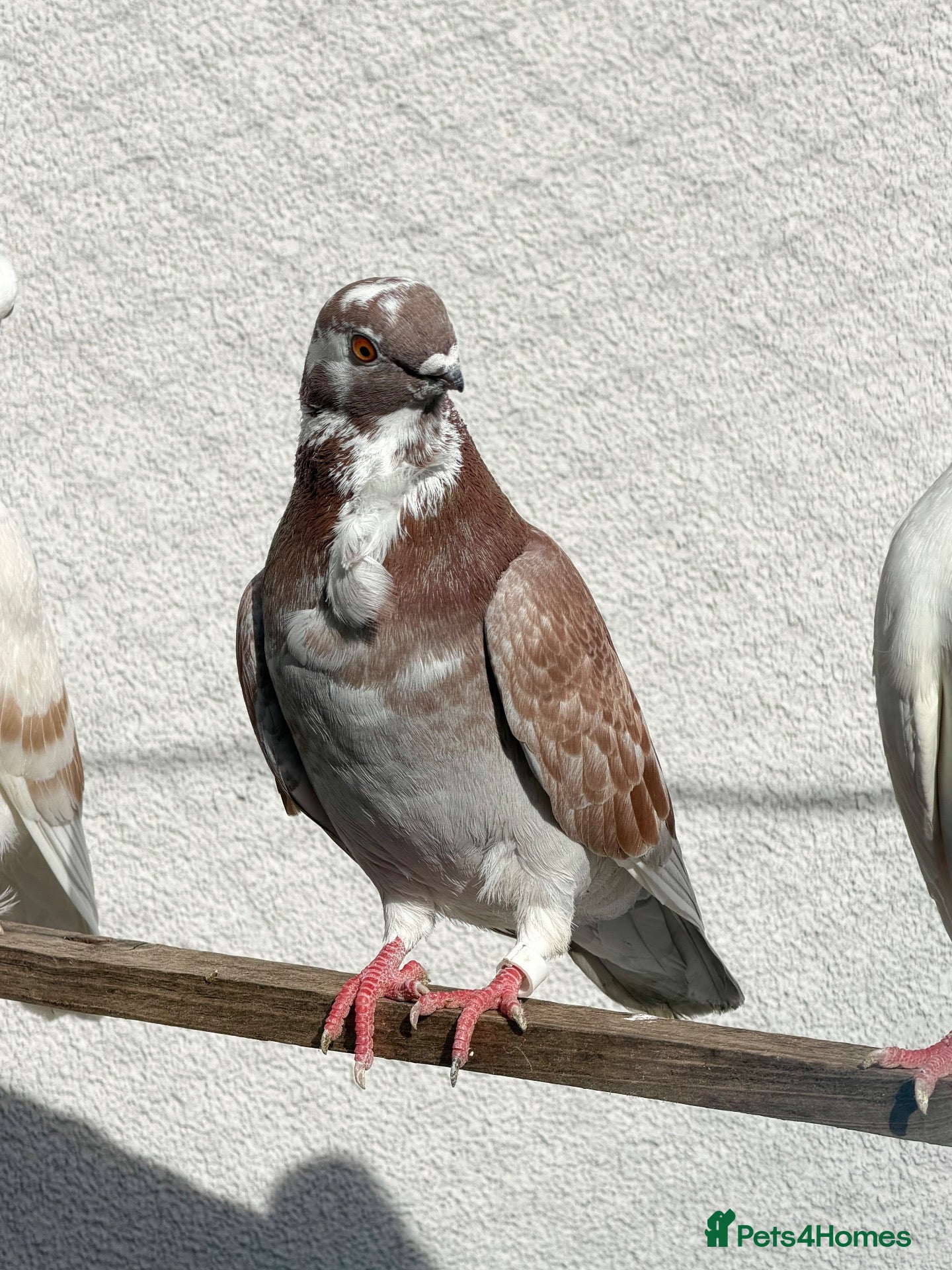 Pigeons birds Figuritas pigeoni  - Advert 1
