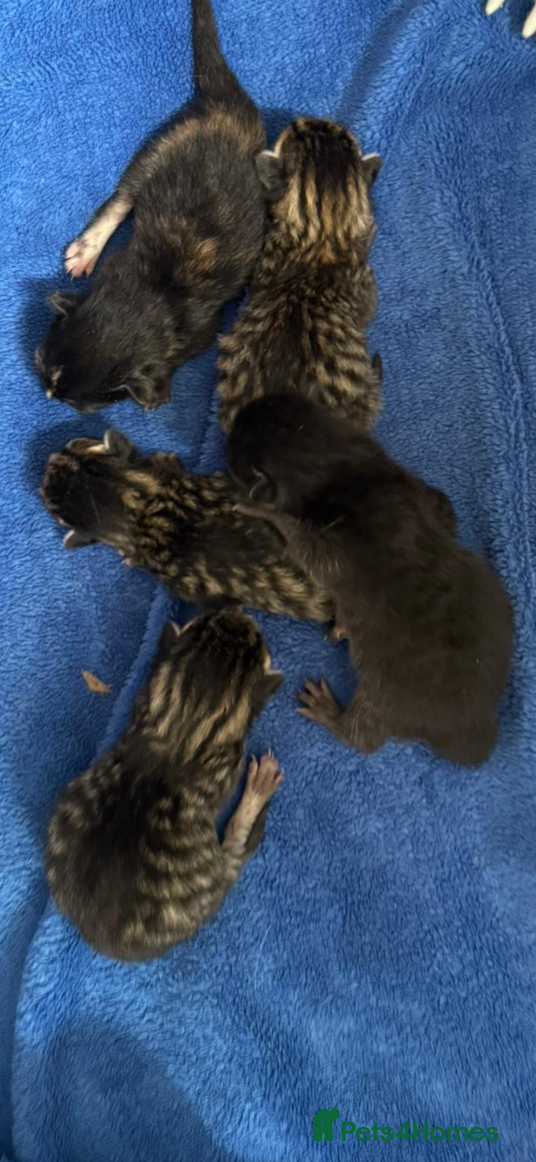 Siberian cats for sale: 🩷 Siberian x British Shorthair Kittens 🐱  - Image 14