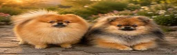 Pomeranian dogs for stud:  **  Pomeranian stud  - Advert 2